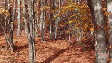 秋天的森林，有老树，落叶在阳光下，在微风中飘落